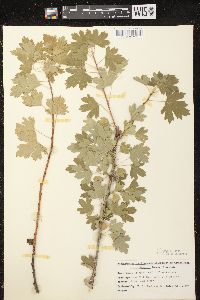 Ribes odoratum image