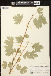 Ribes odoratum image