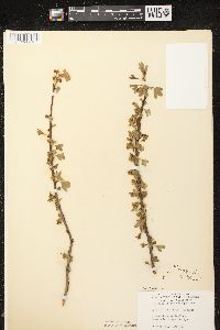 Ribes odoratum image