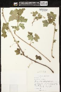 Ribes rubrum image