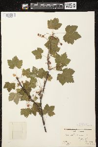 Ribes rubrum image