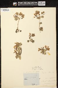 Ribes odoratum image