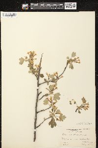 Ribes odoratum image