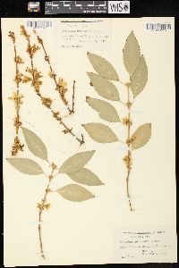 Forsythia × intermedia image