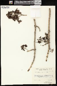 Fraxinus nigra image