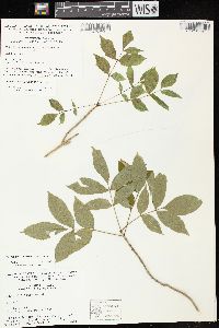 Fraxinus nigra image