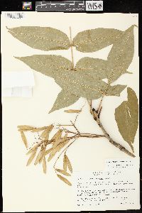 Fraxinus nigra image