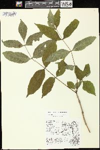 Fraxinus nigra image