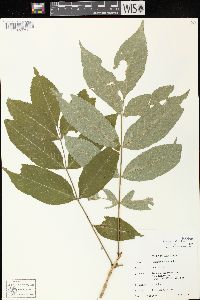 Fraxinus nigra image