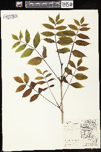 Fraxinus nigra image