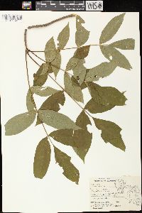 Fraxinus nigra image