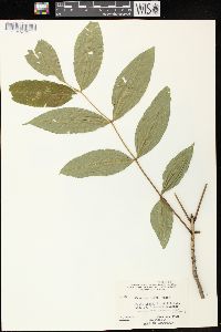 Fraxinus nigra image