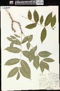 Fraxinus nigra image