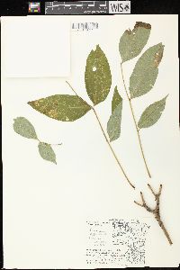 Fraxinus nigra image