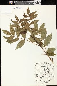 Fraxinus nigra image