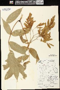 Fraxinus nigra image