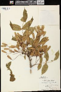 Fraxinus nigra image