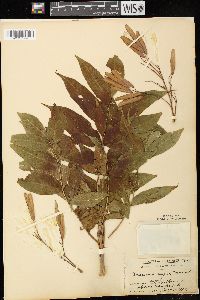 Fraxinus nigra image