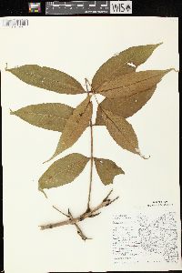 Fraxinus nigra image