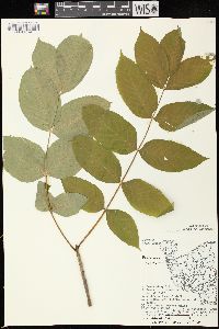 Fraxinus nigra image