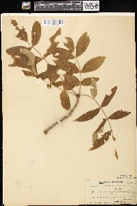 Fraxinus nigra image