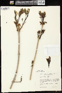 Fraxinus nigra image