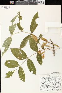 Fraxinus nigra image