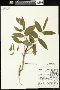 Fraxinus nigra image