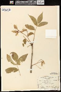 Fraxinus nigra image