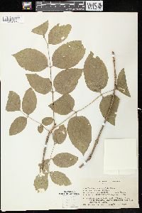 Fraxinus quadrangulata image