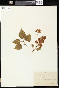 Syringa vulgaris image