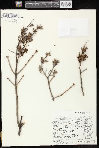 Syringa vulgaris image