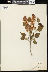 Syringa vulgaris image