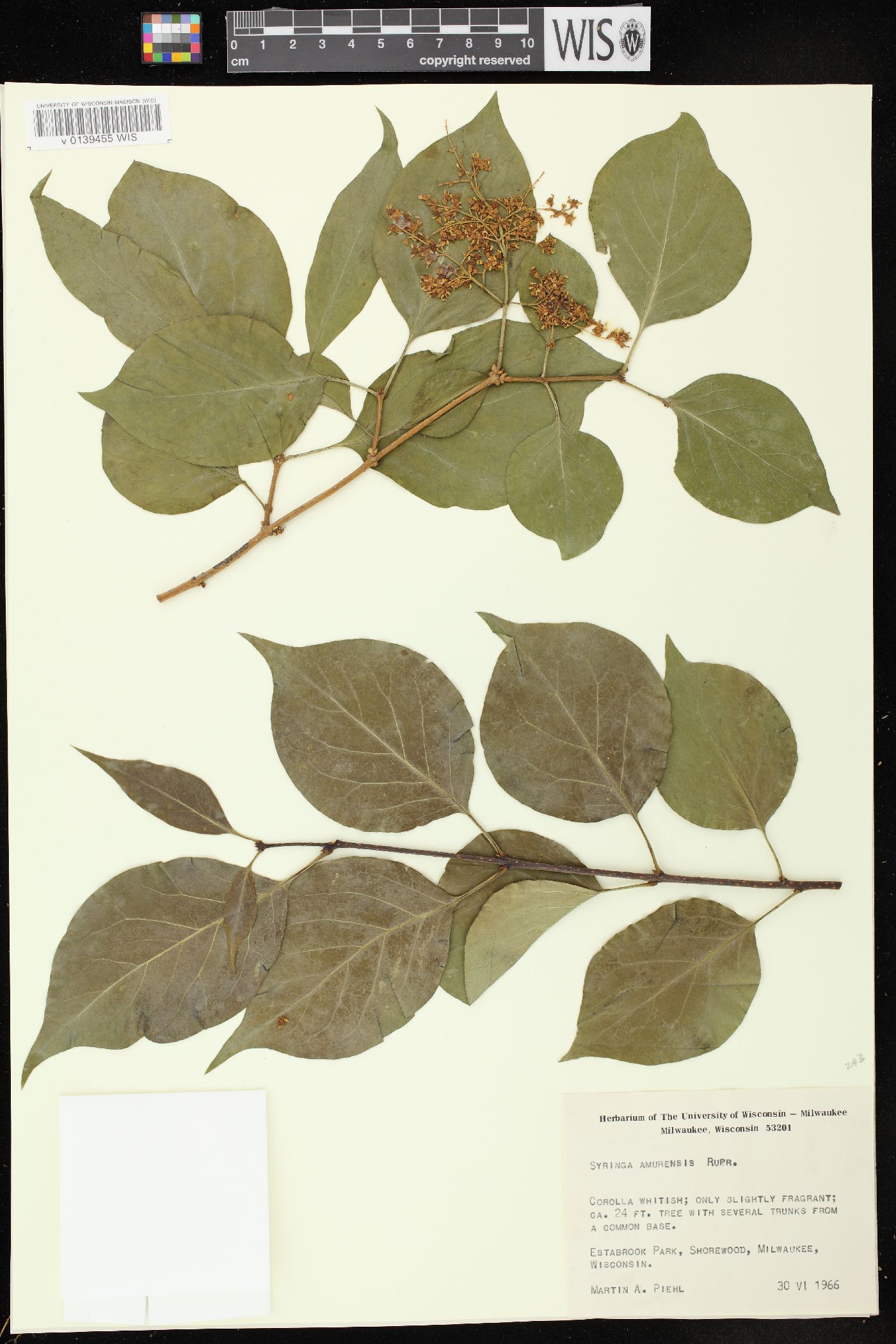 Syringa reticulata subsp. amurensis image
