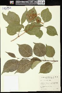 Syringa reticulata subsp. amurensis image