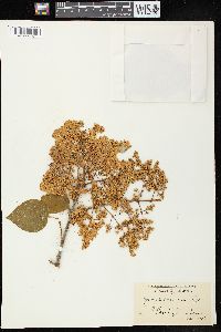 Syringa amurensis image