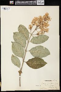 Syringa josikaea image