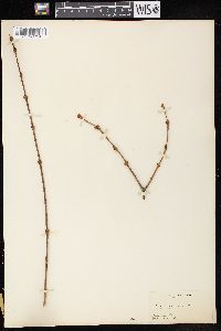 Image of Syringa x persica