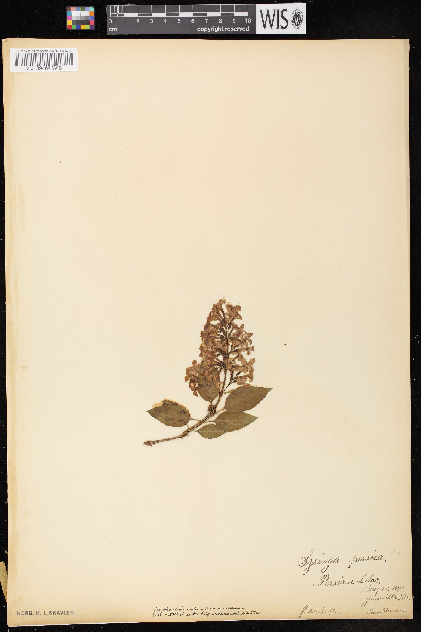 Syringa x persica image