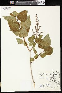 Syringa vulgaris image