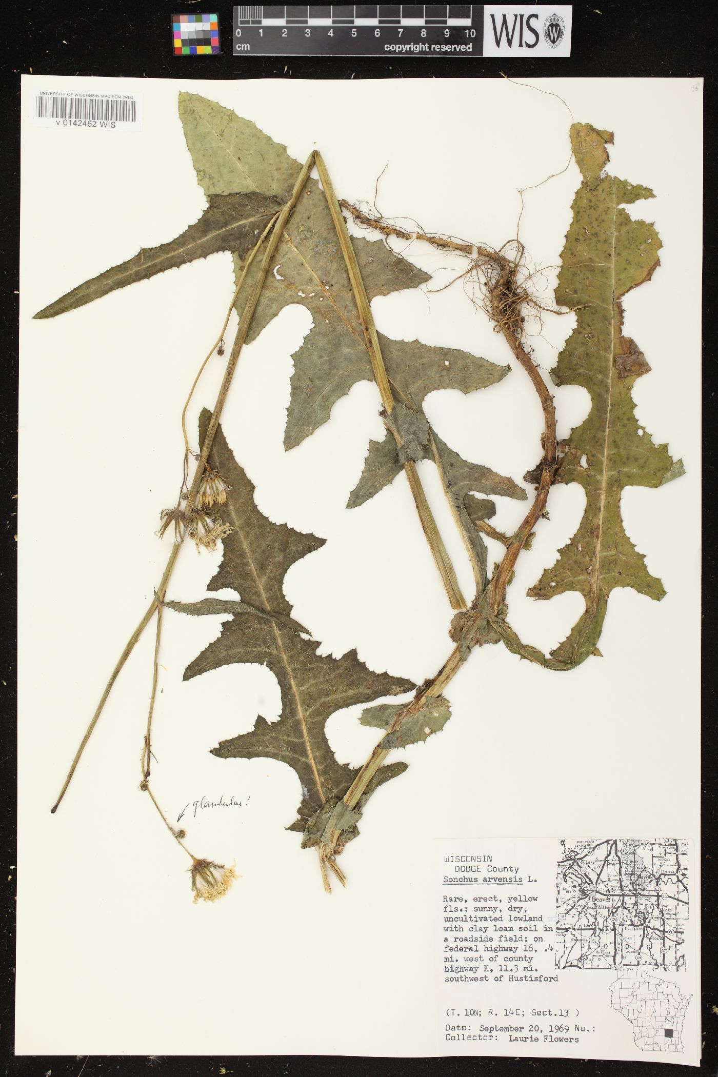 Sonchus arvensis var. arvensis image