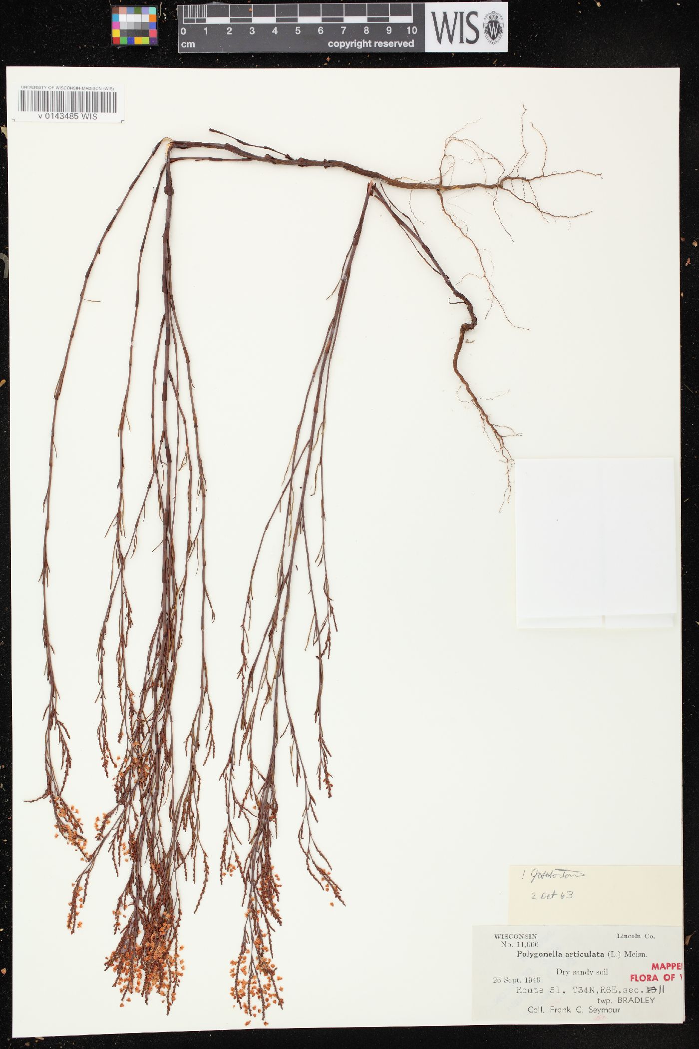 Polygonella articulata image