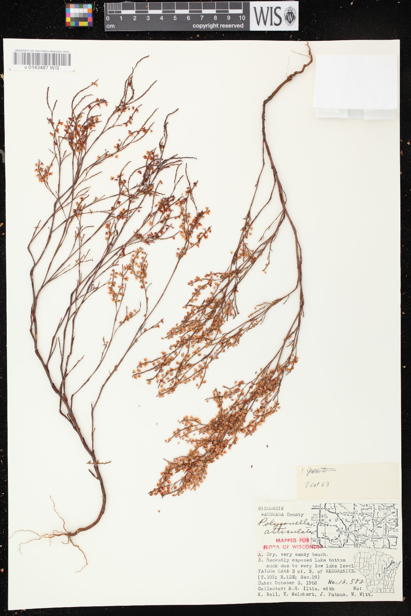 Polygonella articulata image