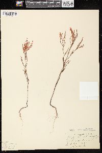 Polygonella articulata image