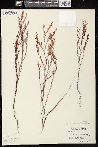 Polygonella articulata image