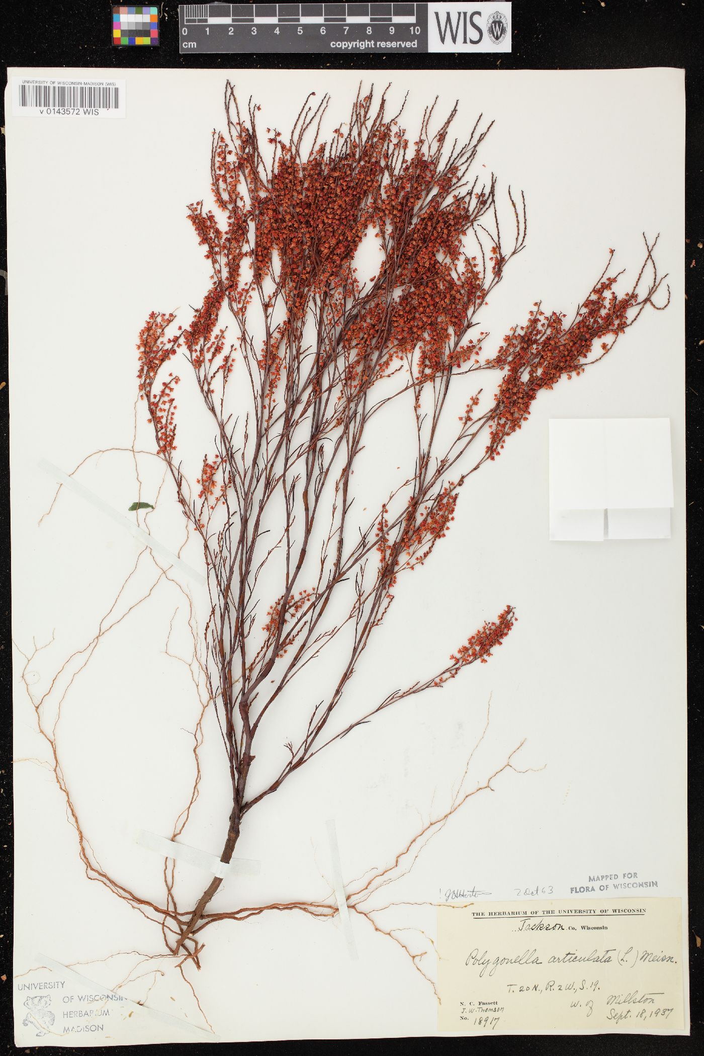 Polygonella articulata image