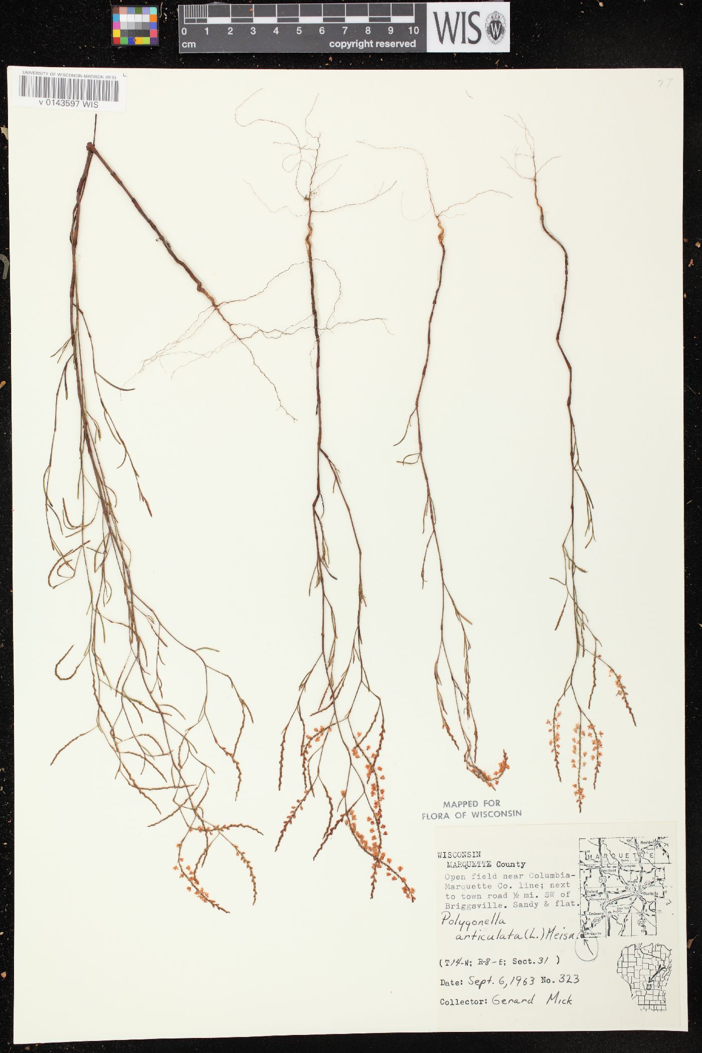 Polygonella articulata image