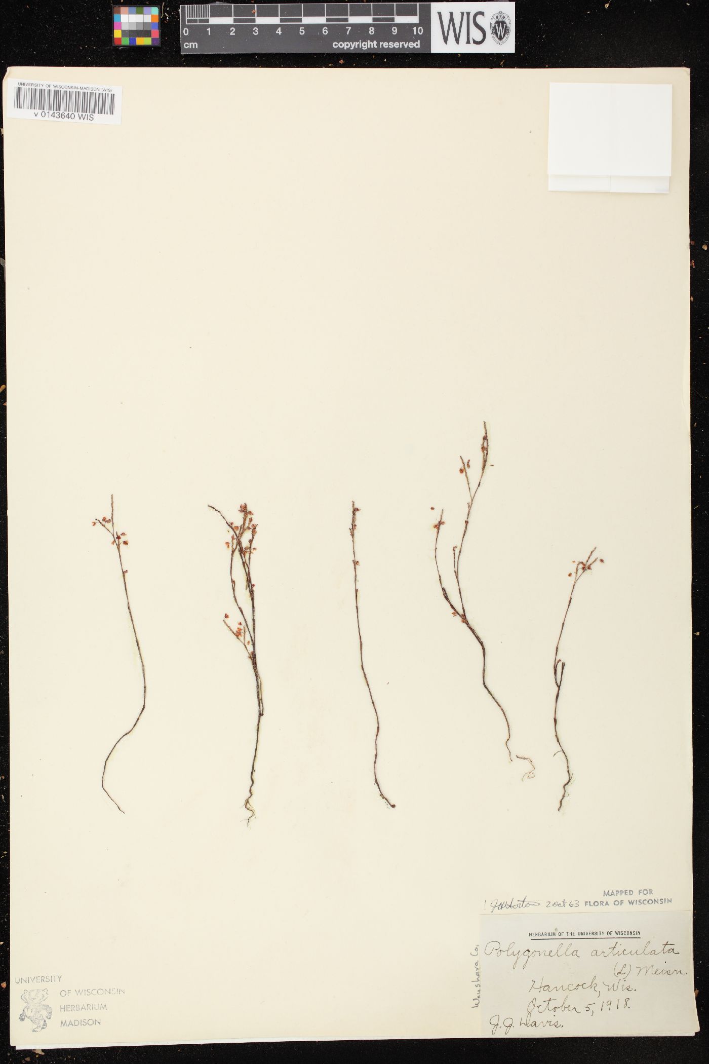 Polygonella articulata image