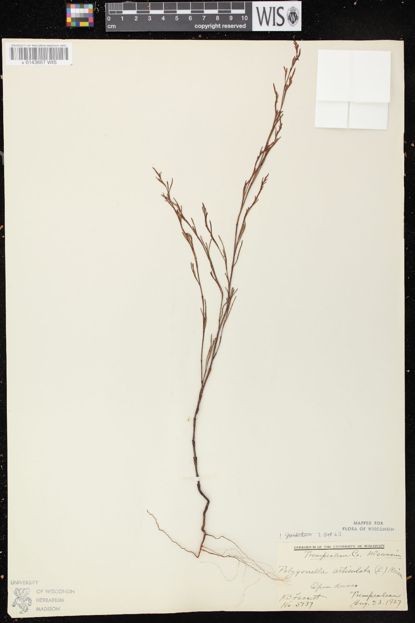 Polygonella articulata image