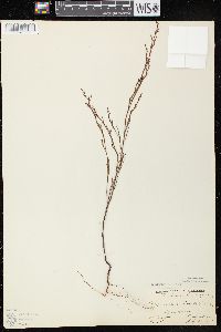 Polygonella articulata image